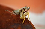 cricket, insect, grasshopper, bug, nature, forest, close up, macro