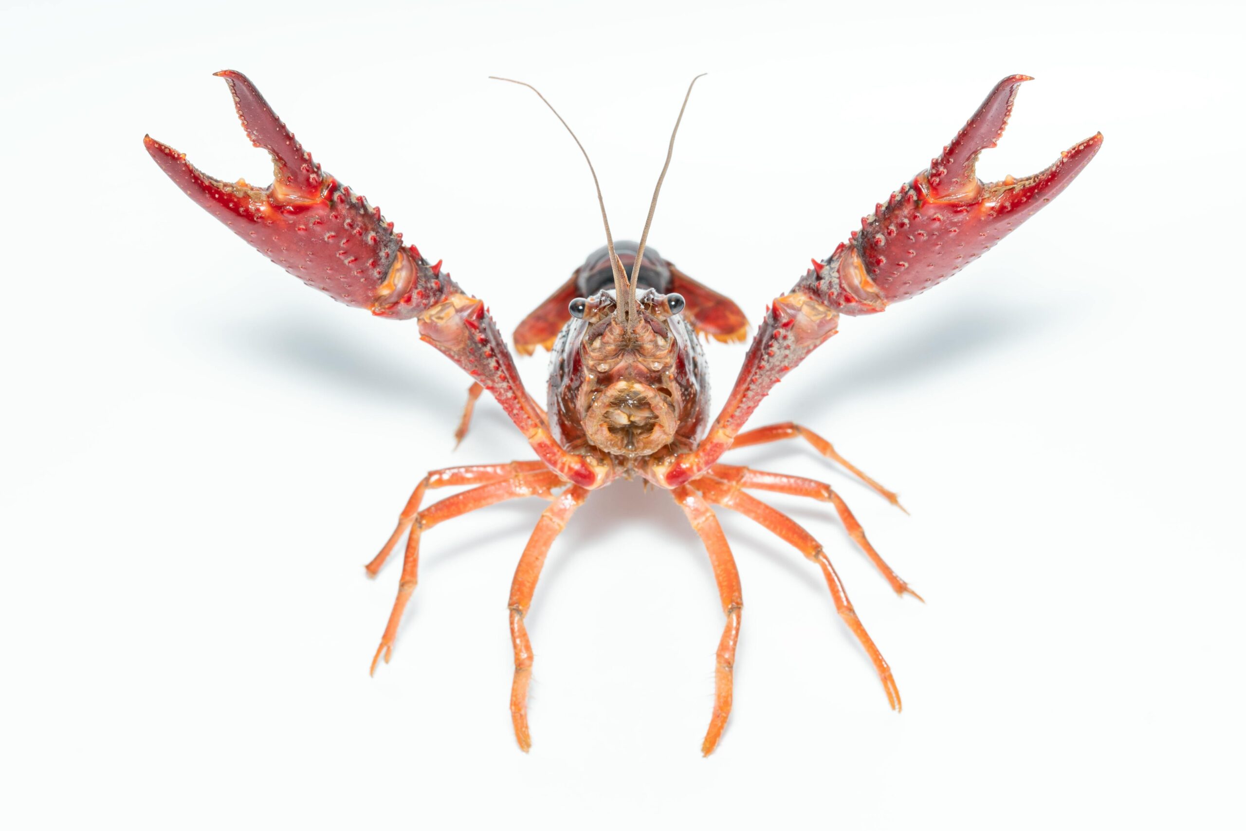 Science FREE Crayfish Dissection