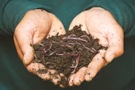 Science FREE Worm Dissection