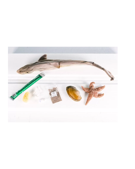 Apologia Marine Science Dissection Kit